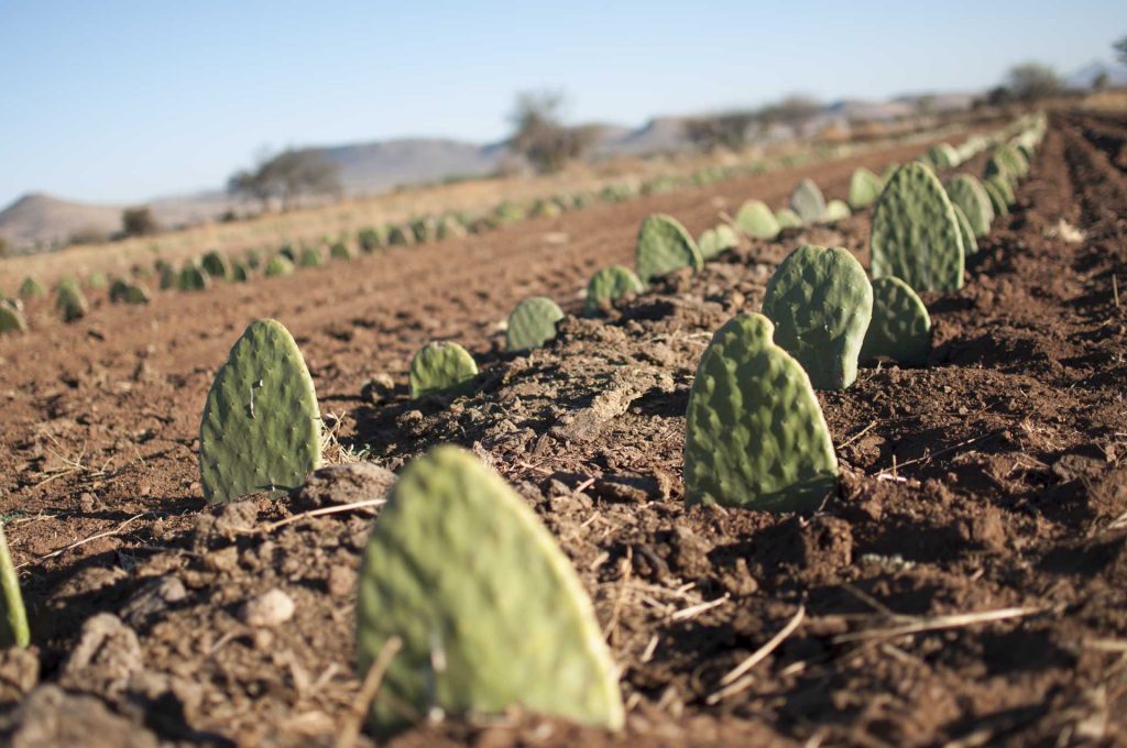 Campo de Cactus