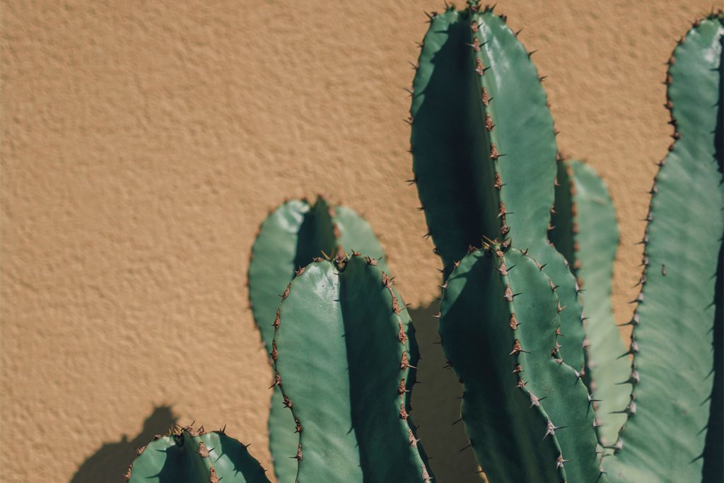 Happy-Day-Cactus